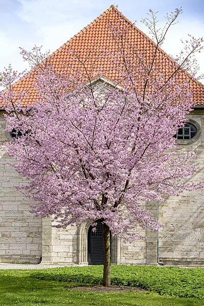 607178 - Sargent's cherry (Prunus sargentii)