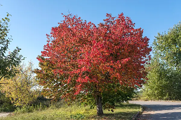 664340 - Sargent's cherry (Prunus sargentii)