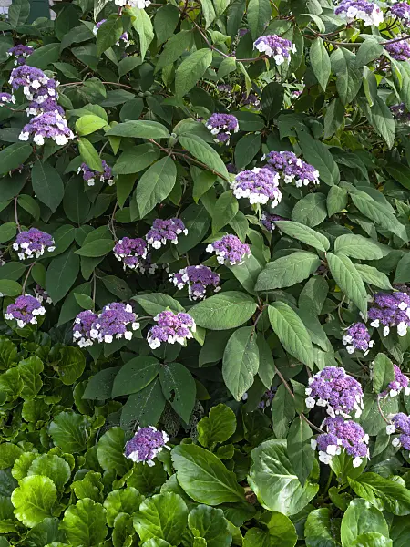 450004 - Sargent's hydrangea (Hydrangea aspera subsp. sargentiana)
