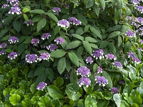 450005 - Sargent's hydrangea (Hydrangea aspera subsp. sargentiana)
