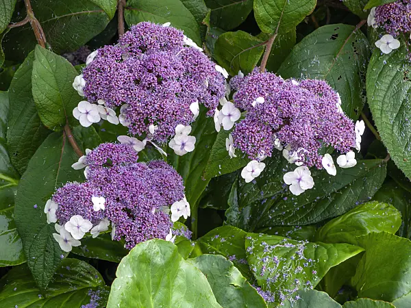 450053 - Sargent's hydrangea (Hydrangea aspera subsp. sargentiana)