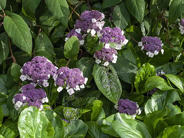 450054 - Sargent's hydrangea (Hydrangea aspera subsp. sargentiana)