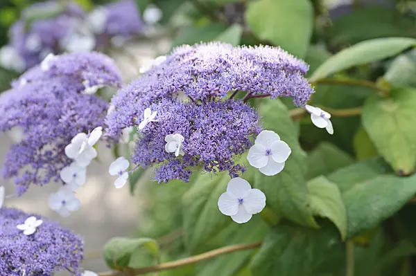 486223 - Sargent's hydrangea (Hydrangea aspera subsp. sargentiana)