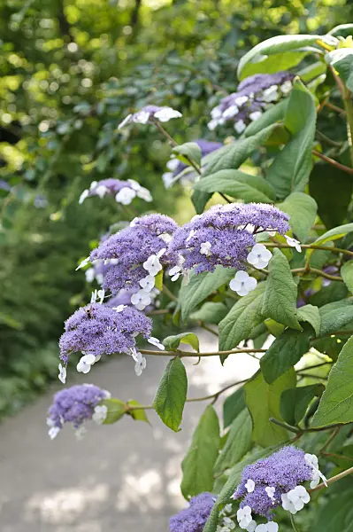 486225 - Sargent's hydrangea (Hydrangea aspera subsp. sargentiana)