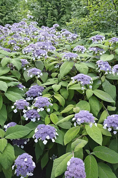 486226 - Sargent's hydrangea (Hydrangea aspera subsp. sargentiana)