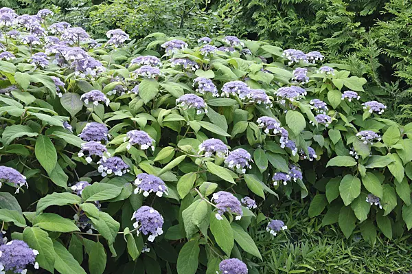 486227 - Sargent's hydrangea (Hydrangea aspera subsp. sargentiana)