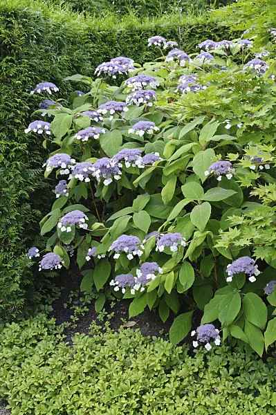486228 - Sargent's hydrangea (Hydrangea aspera subsp. sargentiana)
