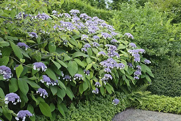 486229 - Sargent's hydrangea (Hydrangea aspera subsp. sargentiana)