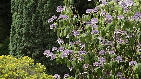 498244 - Sargent's hydrangea (Hydrangea aspera subsp. sargentiana)