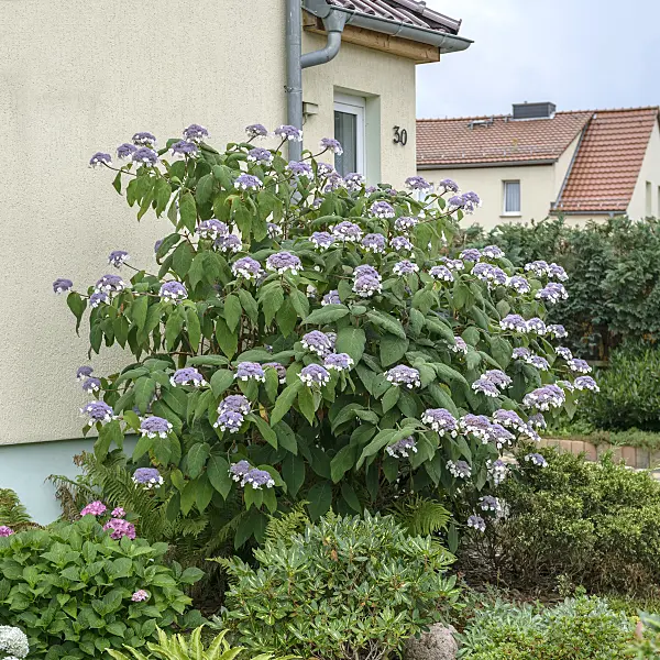 547157 - Sargent's hydrangea (Hydrangea aspera subsp. sargentiana)