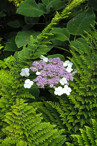 672041 - Sargent's hydrangea (Hydrangea aspera subsp. sargentiana) and soft shield fern (Polystichum setiferum 'Proliferum')