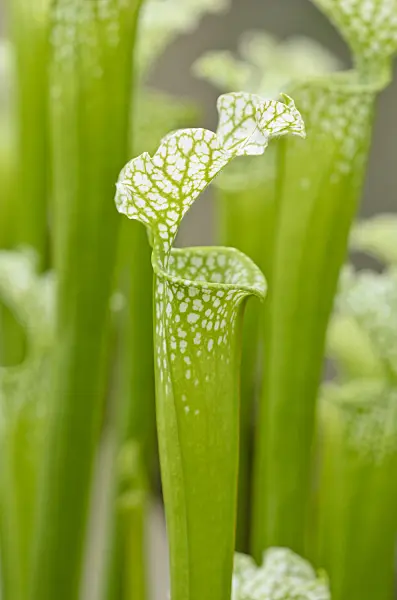 533467 - Sarracène blanc (Sarracenia leucophylla)