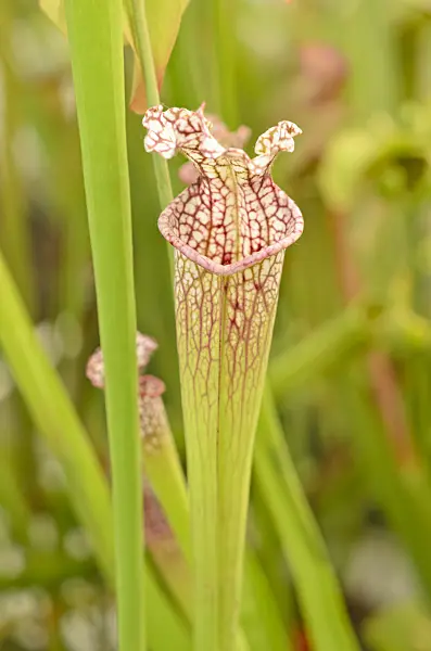547330 - Sarracène blanc (Sarracenia leucophylla)