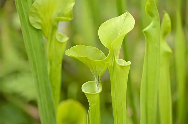 534009 - Sarracène jaune (Sarracenia flava)