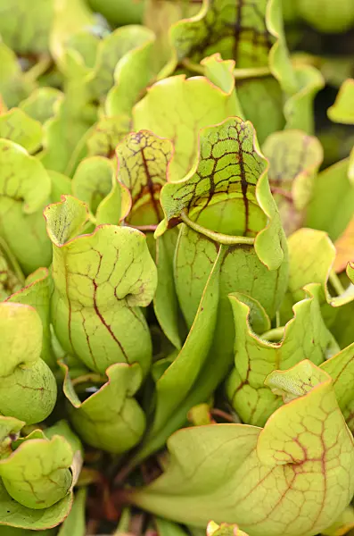 536030 - Sarracène pourpre (Sarracenia purpurea)