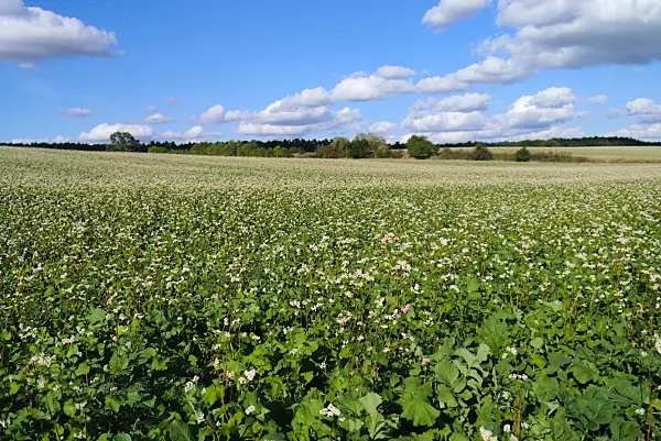 671006 - Sarrasin commun (Fagopyrum esculentum)