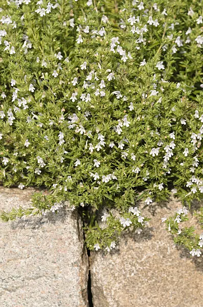 523171 - Sarriette des montagnes (Satureja montana)