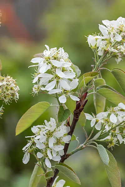 664034 - Saskatoon service berry (Amelanchier alnifolia 'Saskatoon Berry')