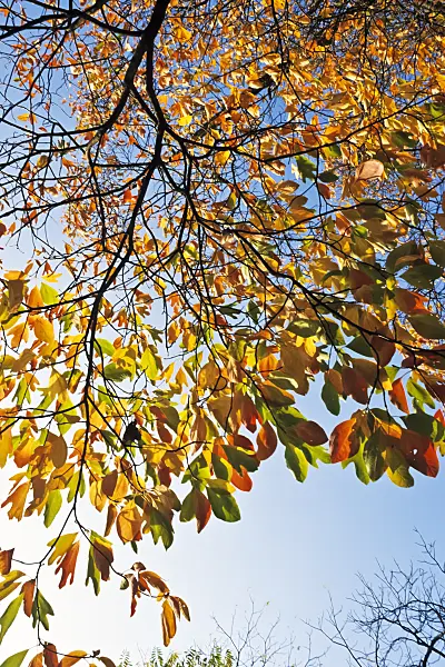 383059 - Sassafras albidum