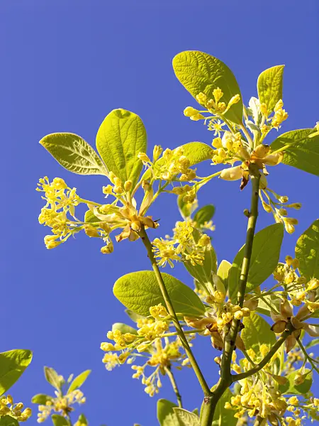 437220 - Sassafras albidum