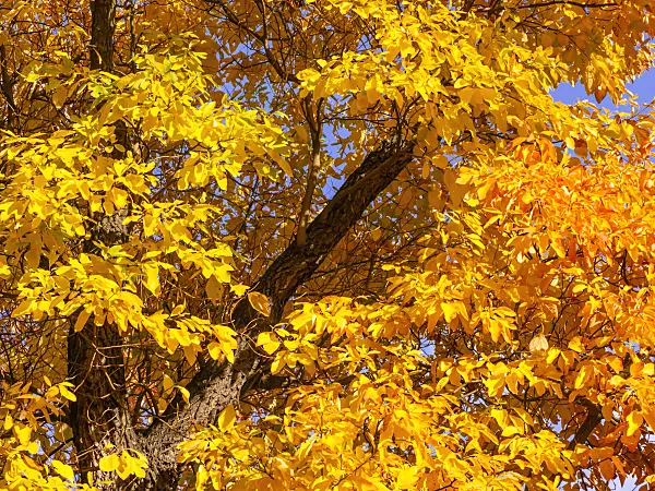442116 - Sassafras albidum