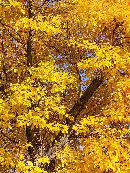 442117 - Sassafras albidum