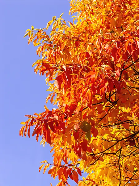 442118 - Sassafras albidum