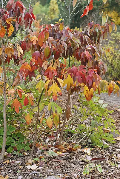 471461 - Sassafras albidum