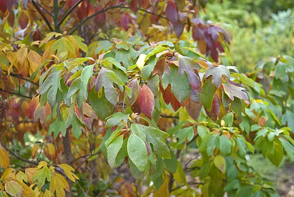 502429 - Sassafras albidum