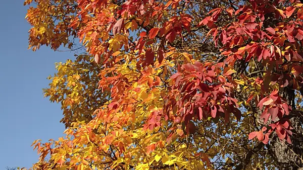 513073 - Sassafras albidum