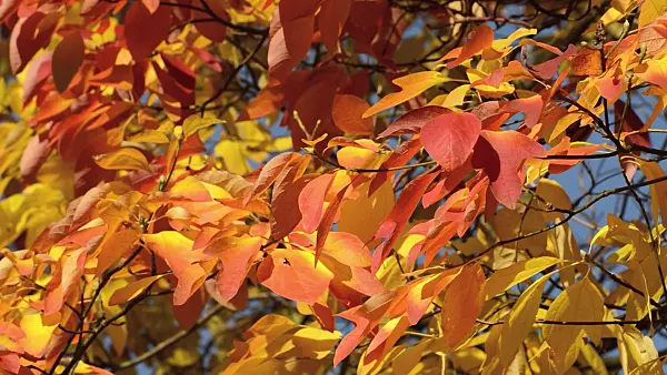 513074 - Sassafras albidum