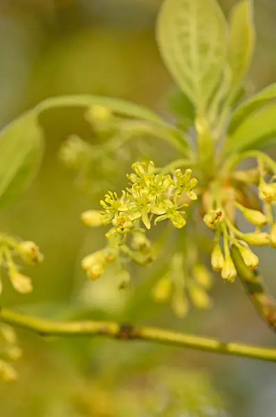 520088 - Sassafras albidum