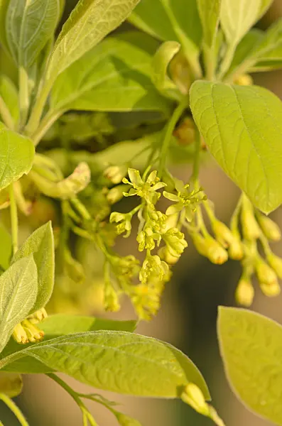 520089 - Sassafras albidum