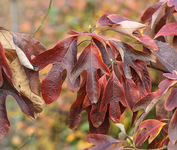 547298 - Sassafras albidum
