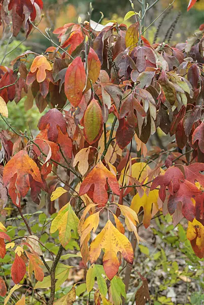 547299 - Sassafras albidum