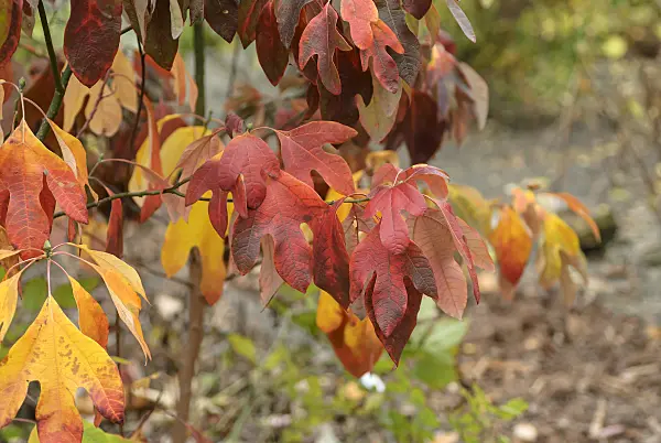 547300 - Sassafras albidum