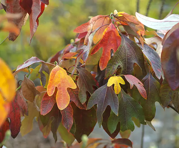 547301 - Sassafras albidum