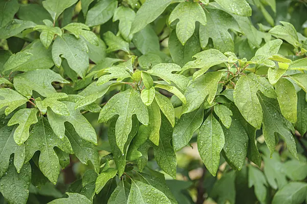 547302 - Sassafras albidum