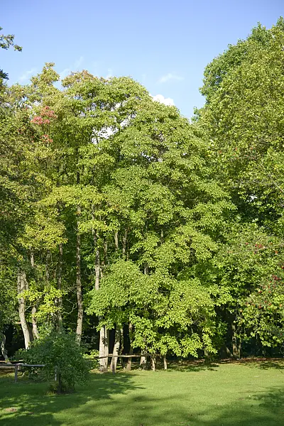 547303 - Sassafras albidum