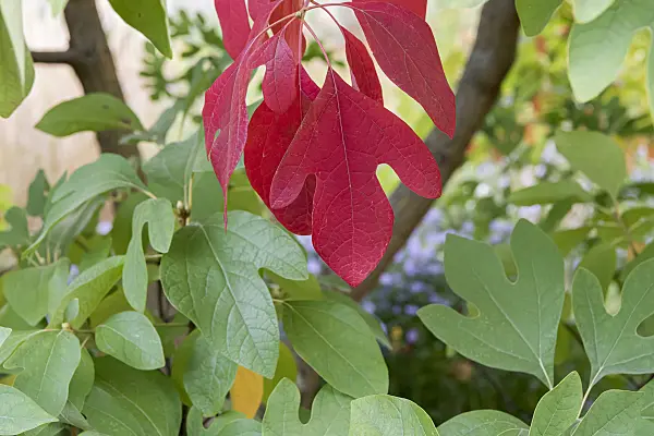 635158 - Sassafras albidum