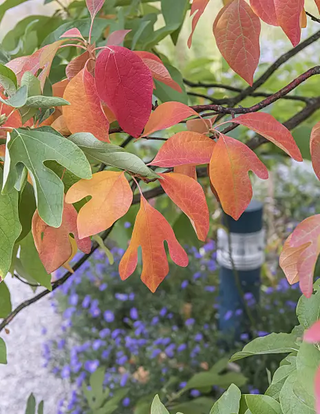 635159 - Sassafras albidum