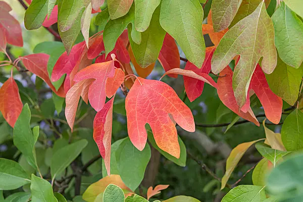 664425 - Sassafras albidum