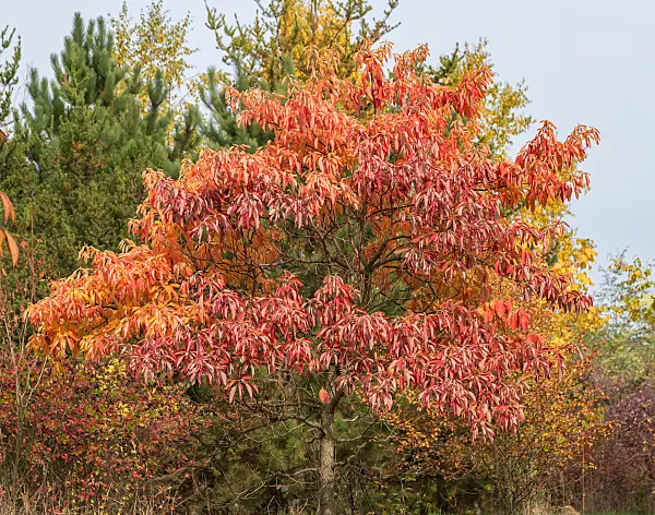 664426 - Sassafras albidum var. albidum