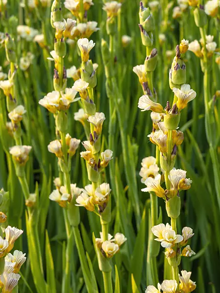 448116 - Satin flower (Sisyrinchium striatum)