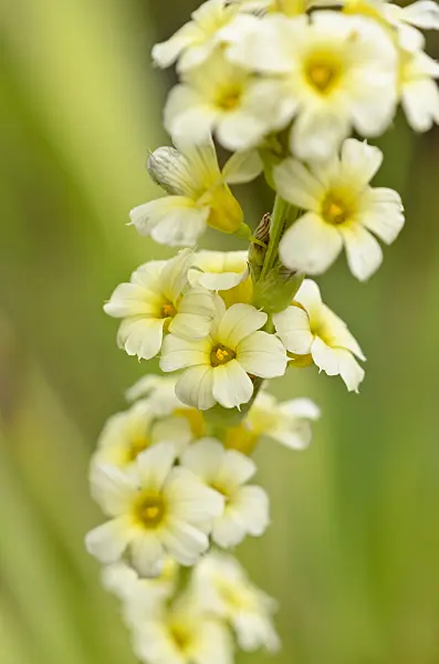 521170 - Satin flower (Sisyrinchium striatum)