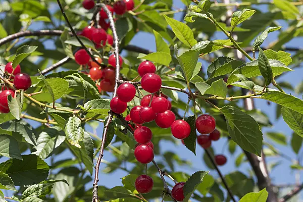 638205 - Sauerkirsche (Prunus cerasus 'Schattenmorelle')