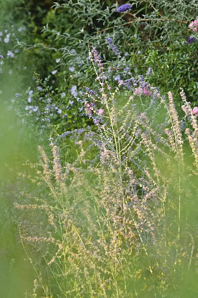 476205 - Sauge de Russie (Perovskia abrotanoides)