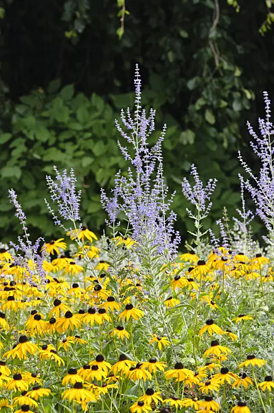 487137 - Sauge de Russie (Perovskia) et rudbeckie (Rudbeckia fulgida)