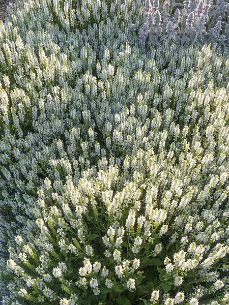 402043 - Sauge des bois (Salvia nemorosa 'Adrian')