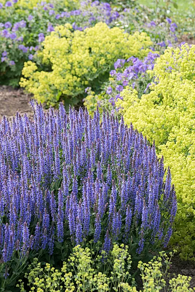 664419 - Sauge des bois (Salvia nemorosa 'Blauhügel')